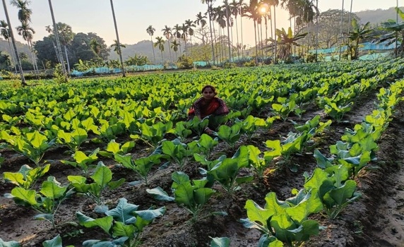 Supported by TRLM, a Lakhpati Didi from South Tripura scripts success in farming.